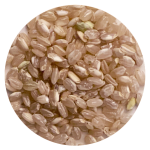 Pompoen medium Veerle