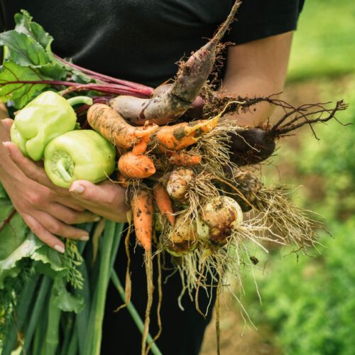 Women holding delicious fresh vegetables