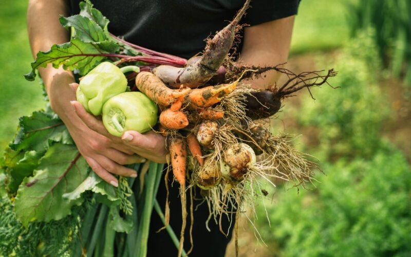 Women holding delicious fresh vegetables