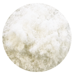 Pompoen medium Veerle