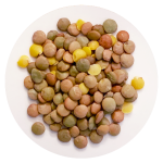 Pompoen groot Veerle